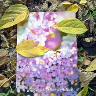 Enigma florilor de liliac - Eda Aricescu